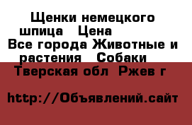 Щенки немецкого шпица › Цена ­ 20 000 - Все города Животные и растения » Собаки   . Тверская обл.,Ржев г.